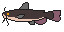 Catfish